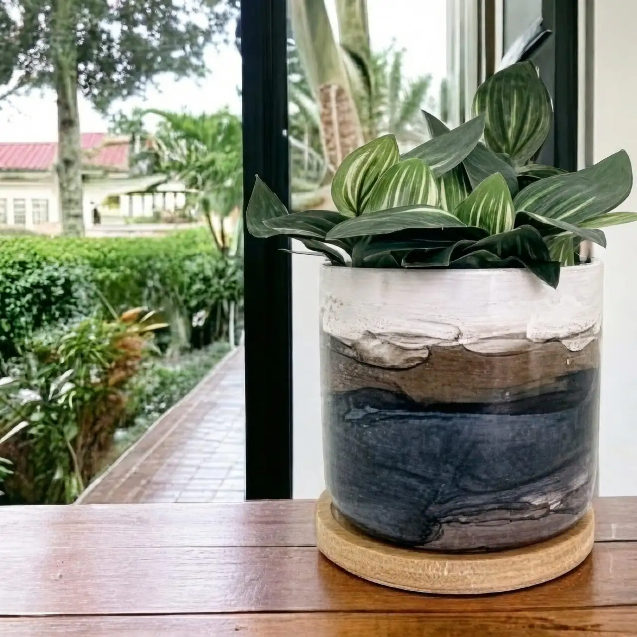 podocarpus ceramic pot slate stones