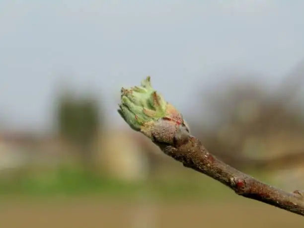 podocarpus apical bud close-up