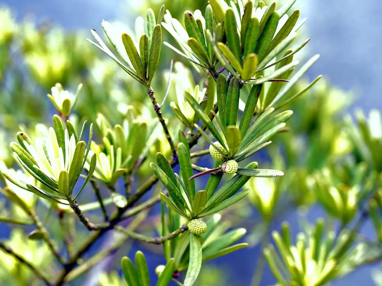 podocarpus pinch pruning new growth