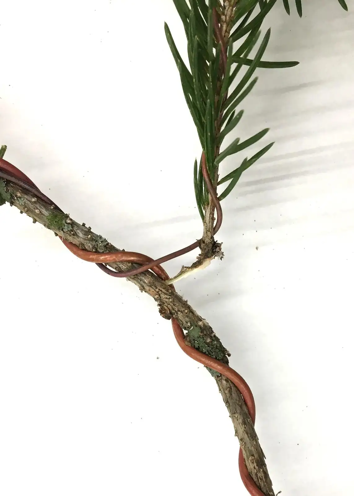 podocarpus branch wiring bonsai training