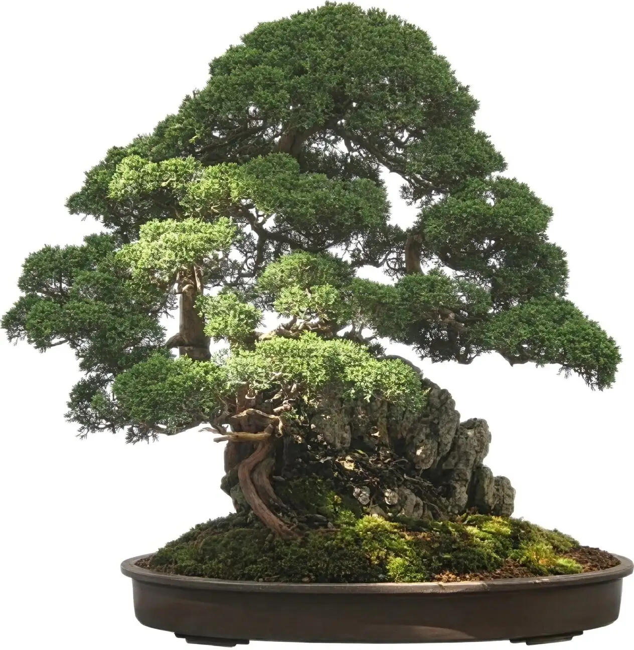 podocarpus bonsai cloud pruning