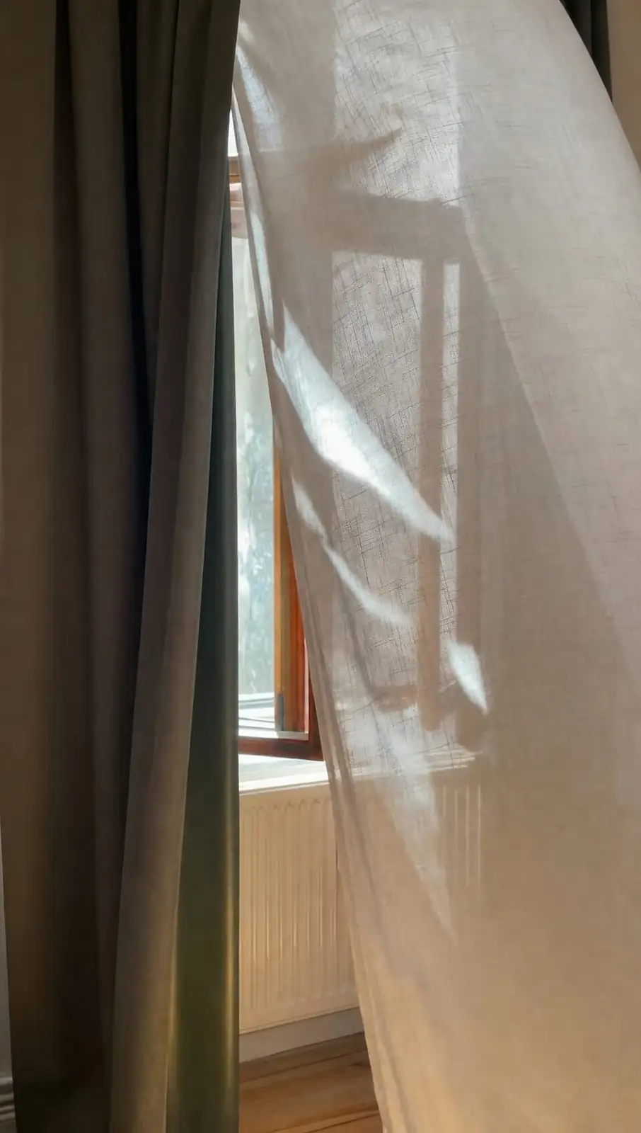 podocarpus by window sheer curtain