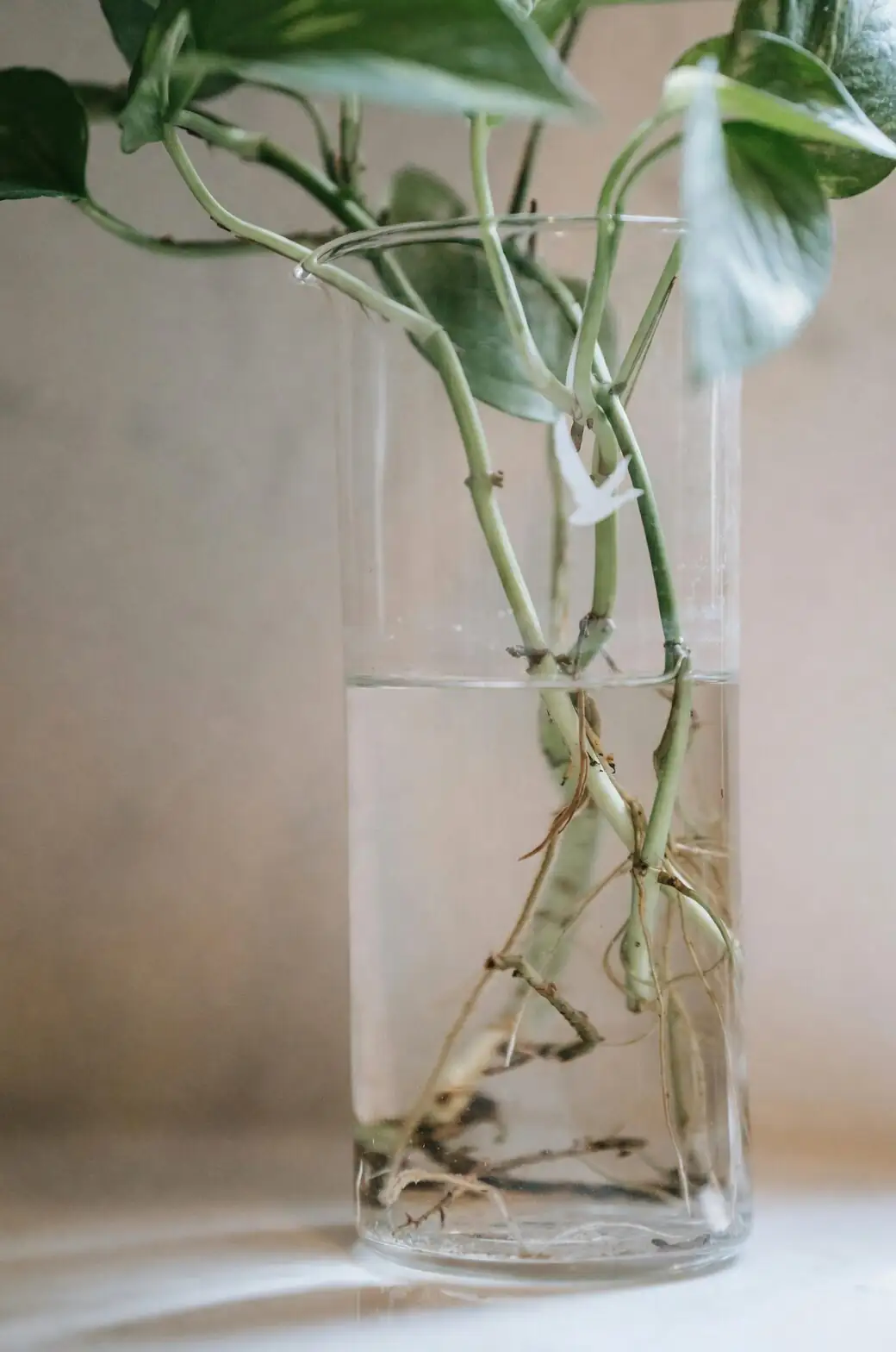 podocarpus water propagation glass vase