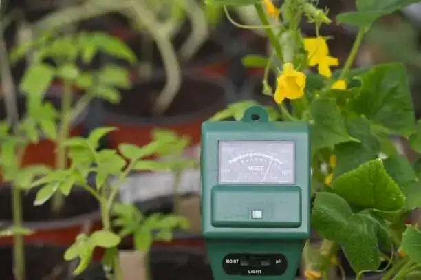 cardboard palm soil moisture test