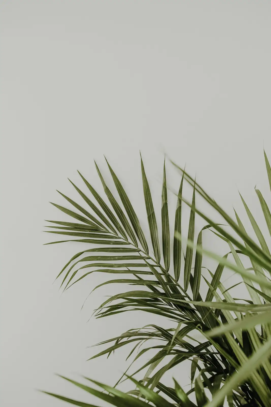 cardboard palm light winter watering