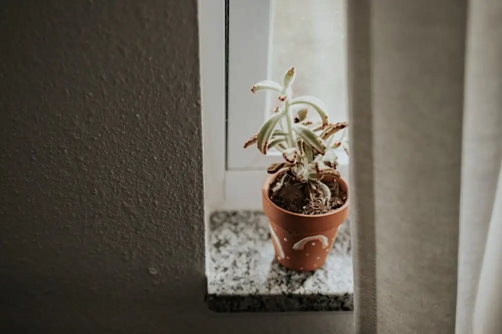 cardboard palm terracotta pot drainage