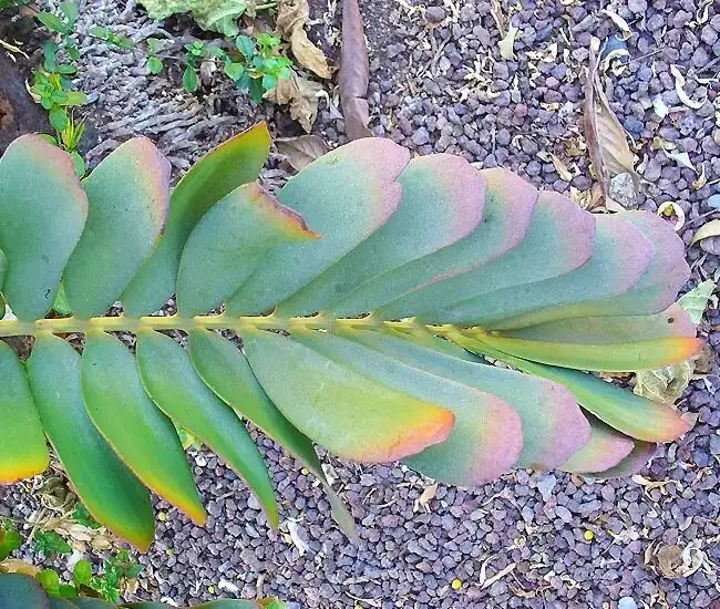 cardboard palm leaf sunburn close-up