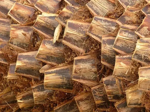 cardboard palm root rot inspection