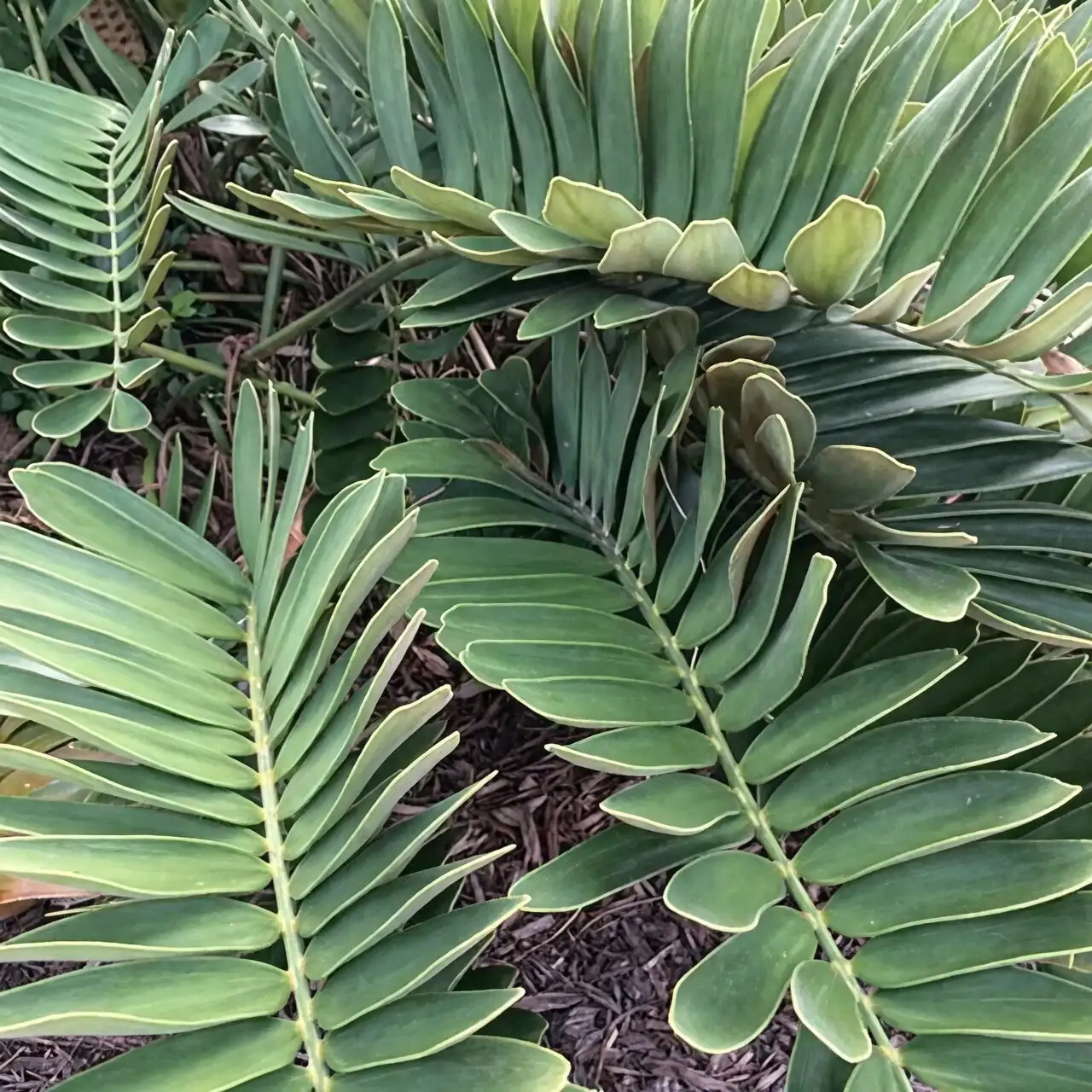 cardboard palm scale insects close-up