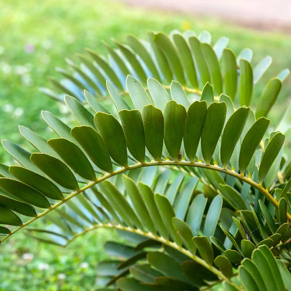cardboard palm leaf spot close-up