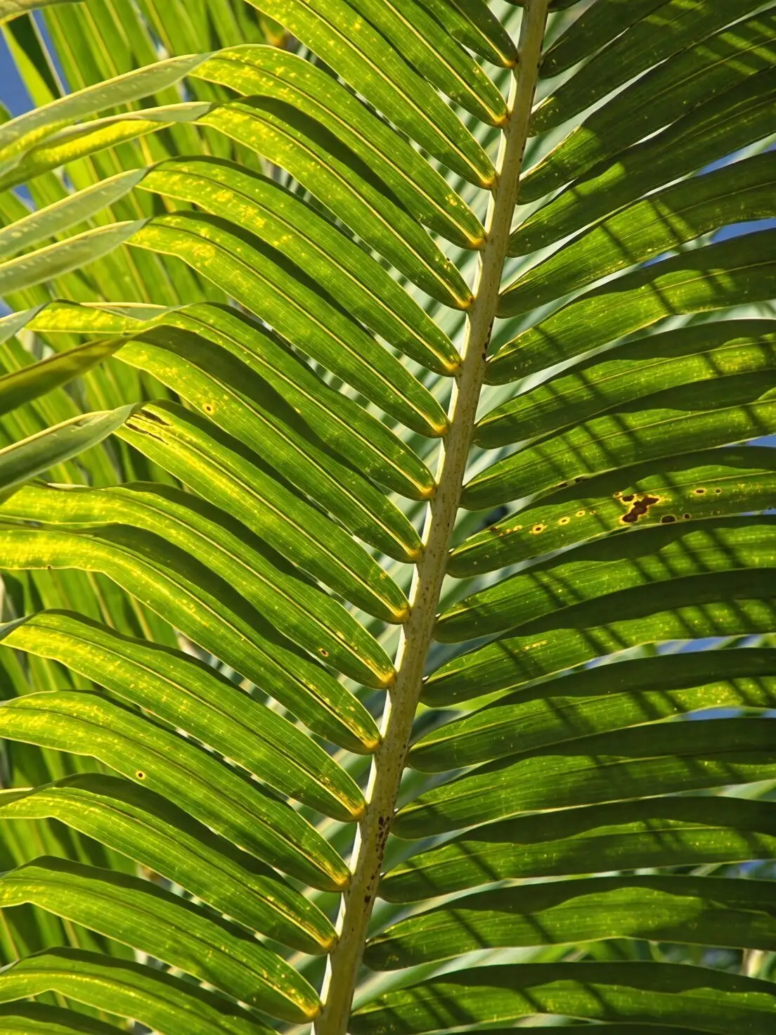 cardboard palm shallow wide pot