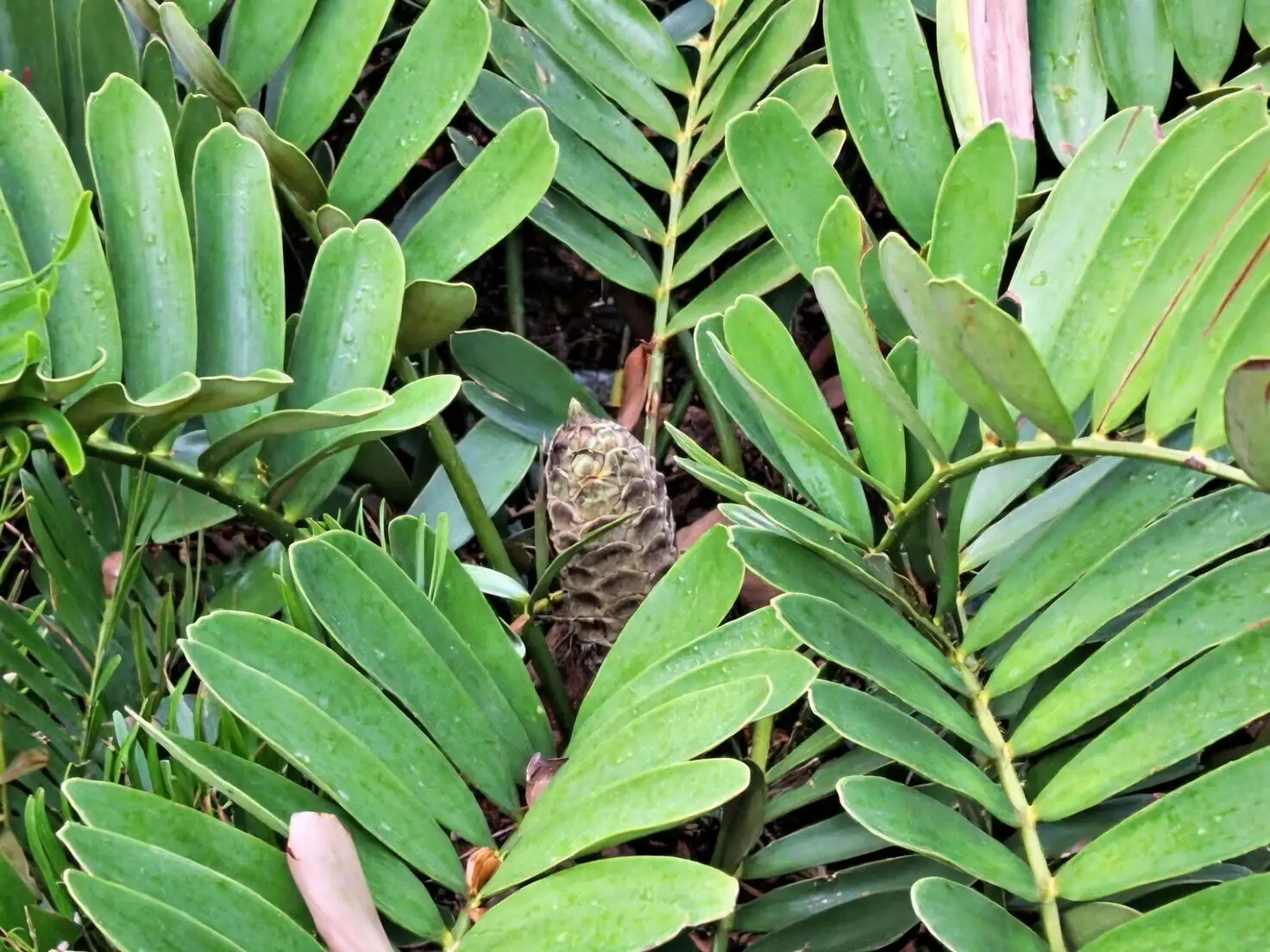 cardboard palm male and female cones