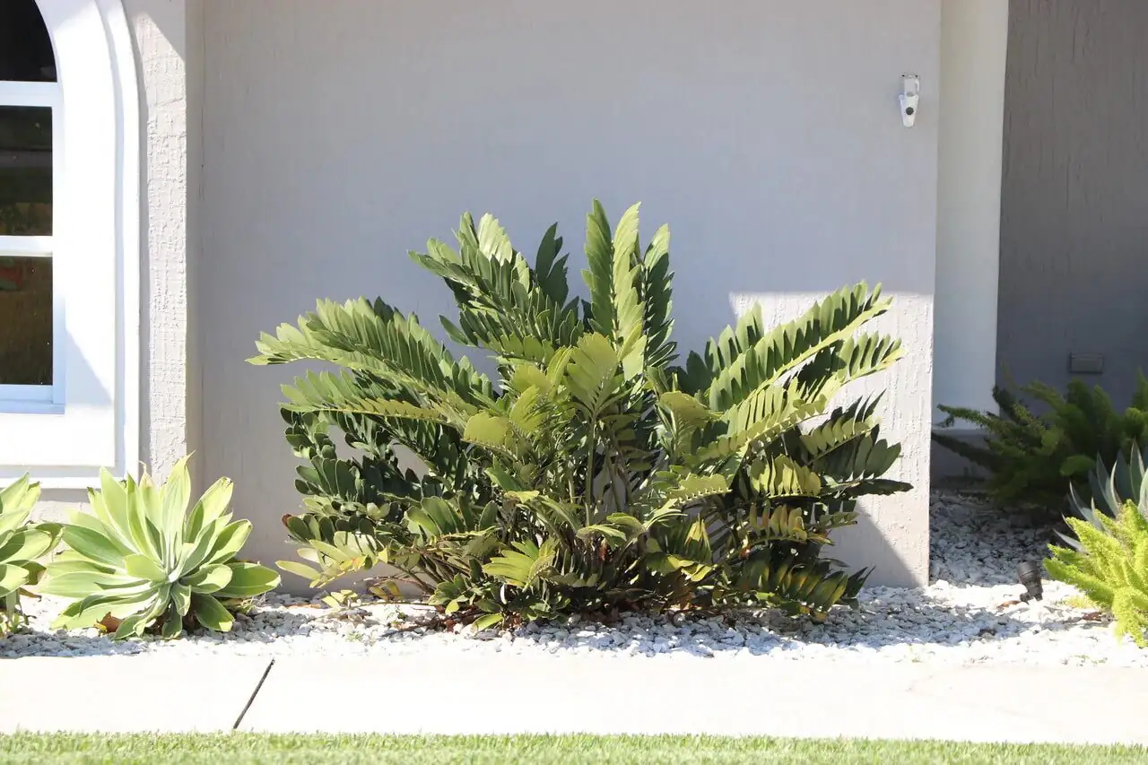 cardboard palm offsets propagation hands
