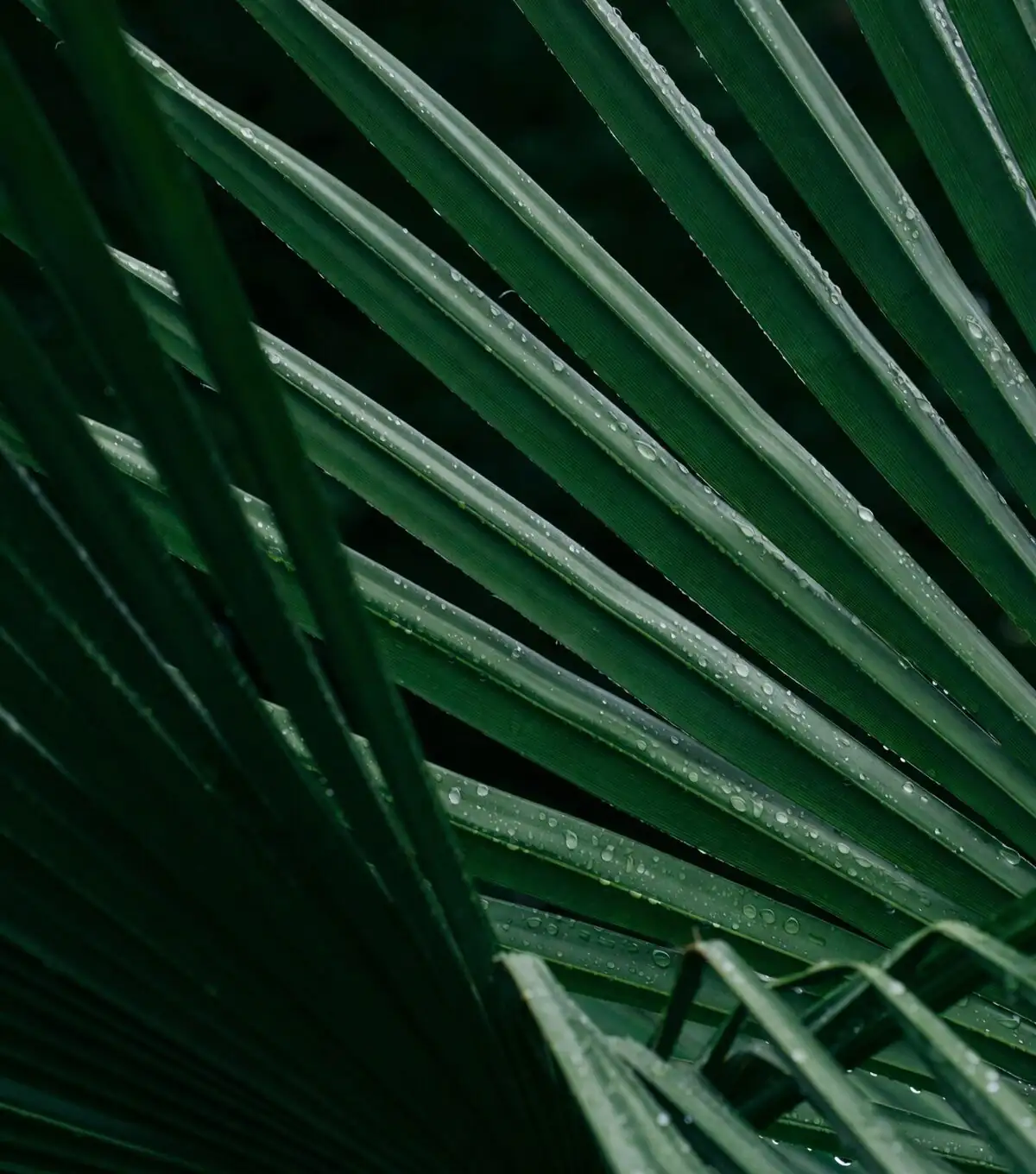 cardboard palm leaflets close-up