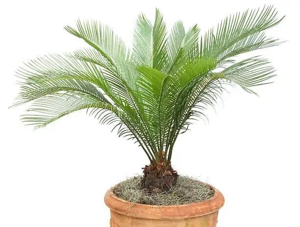 cardboard palm caudex base close-up