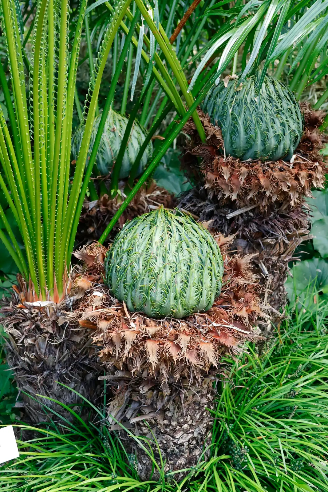 cardboard palm seed cones close-up