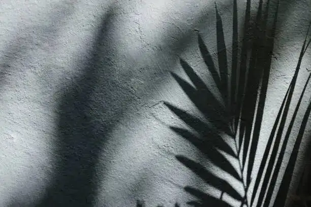 cardboard palm shadow on white wall
