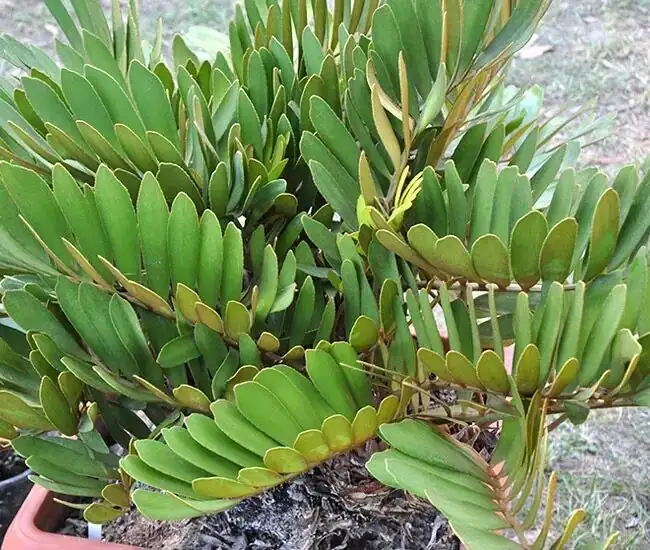 Pups and Patience: A Hands-On Propagation Masterclass for Zamia furfuracea