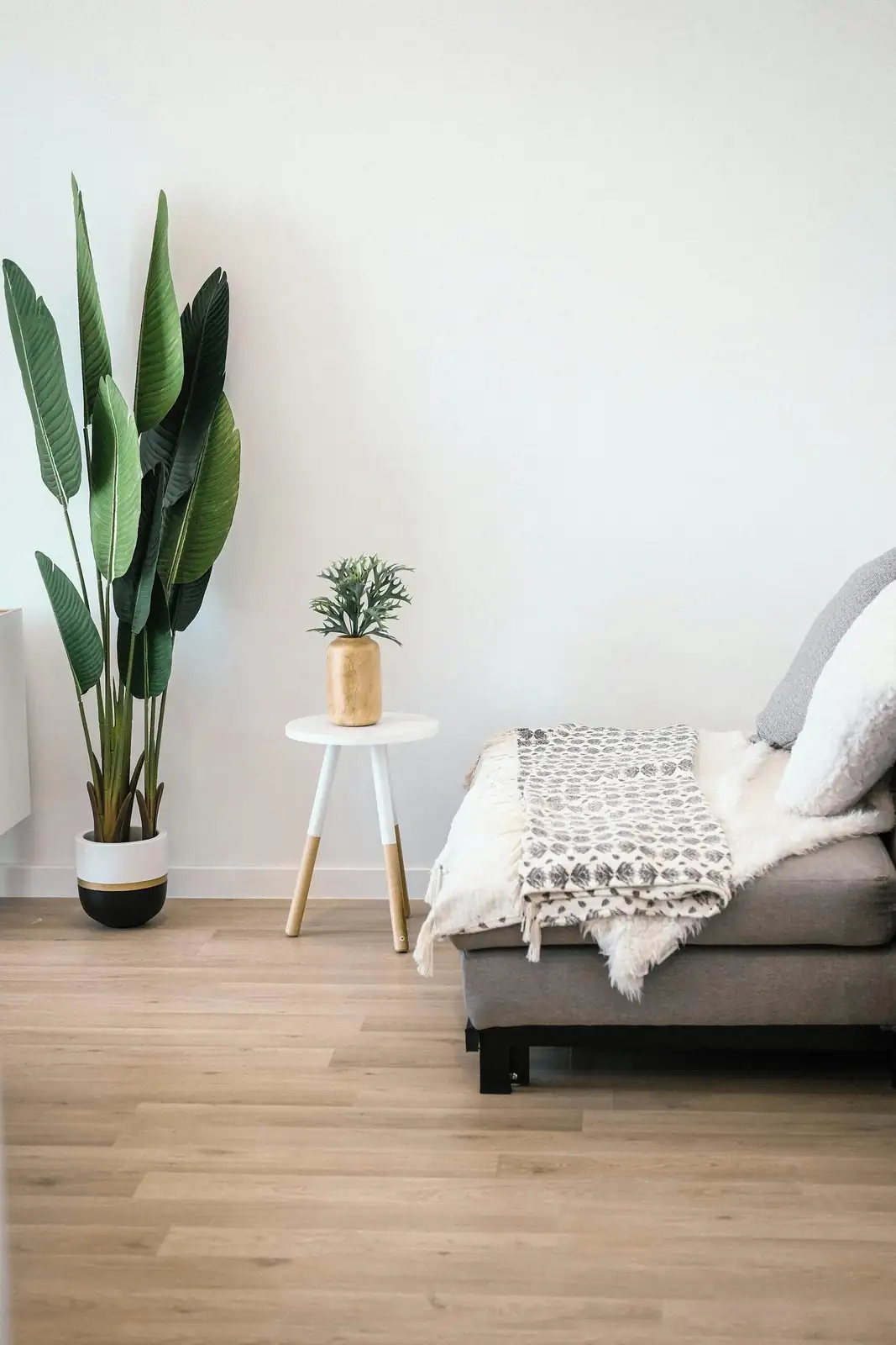 Dry-Loving Dream Team: Pairing Cardboard Palm with Plants That Share Its Rhythm
