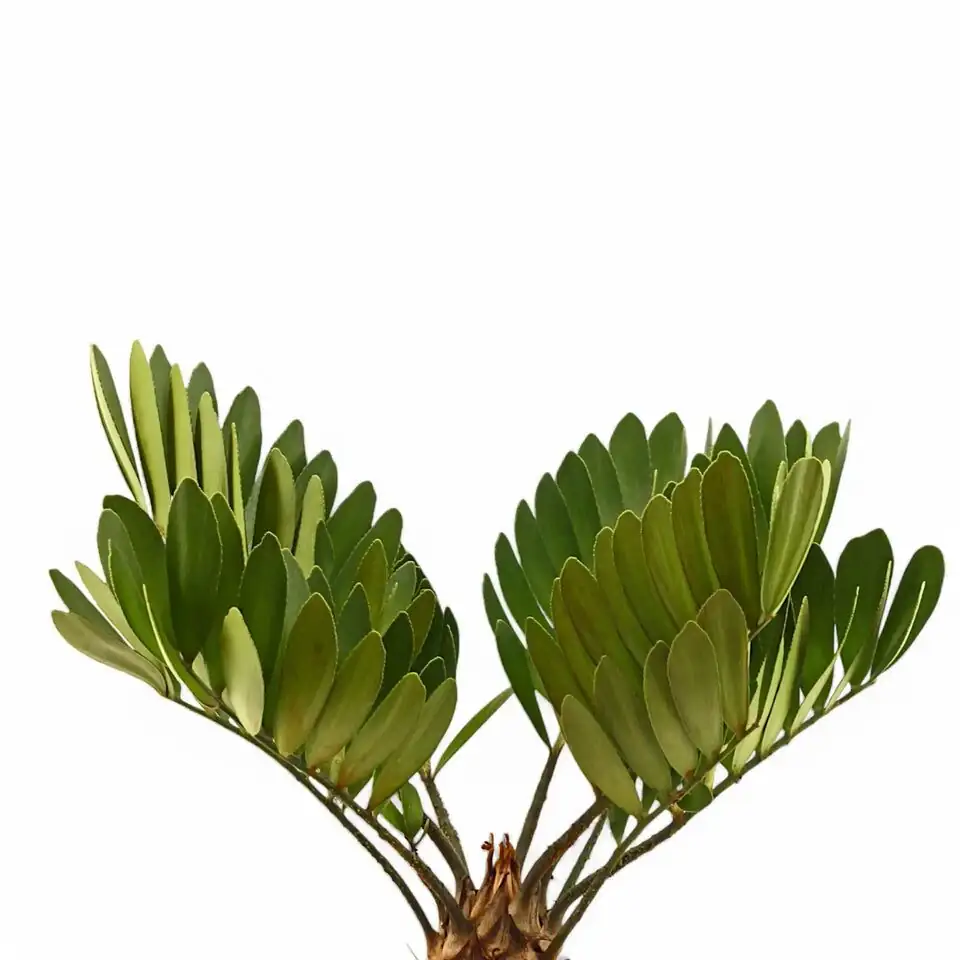 zamia furfuracea leaf close-up
