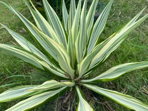 zamia furfuracea with ponytail palm haworthia