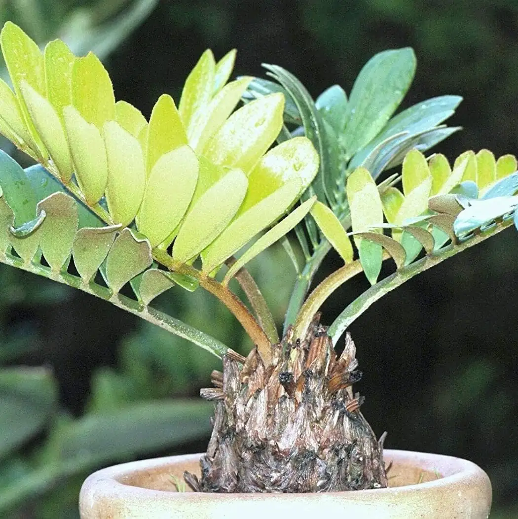 zamia furfuracea terracotta pot drainage