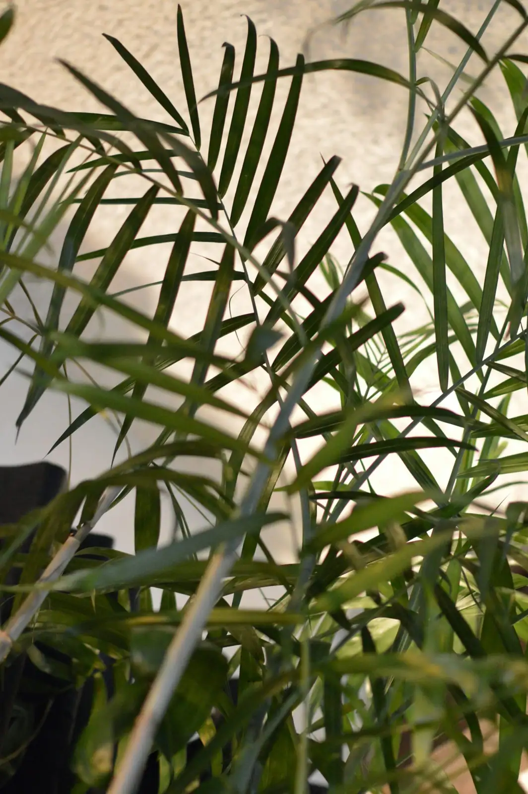 cardboard palm pot drainage holes