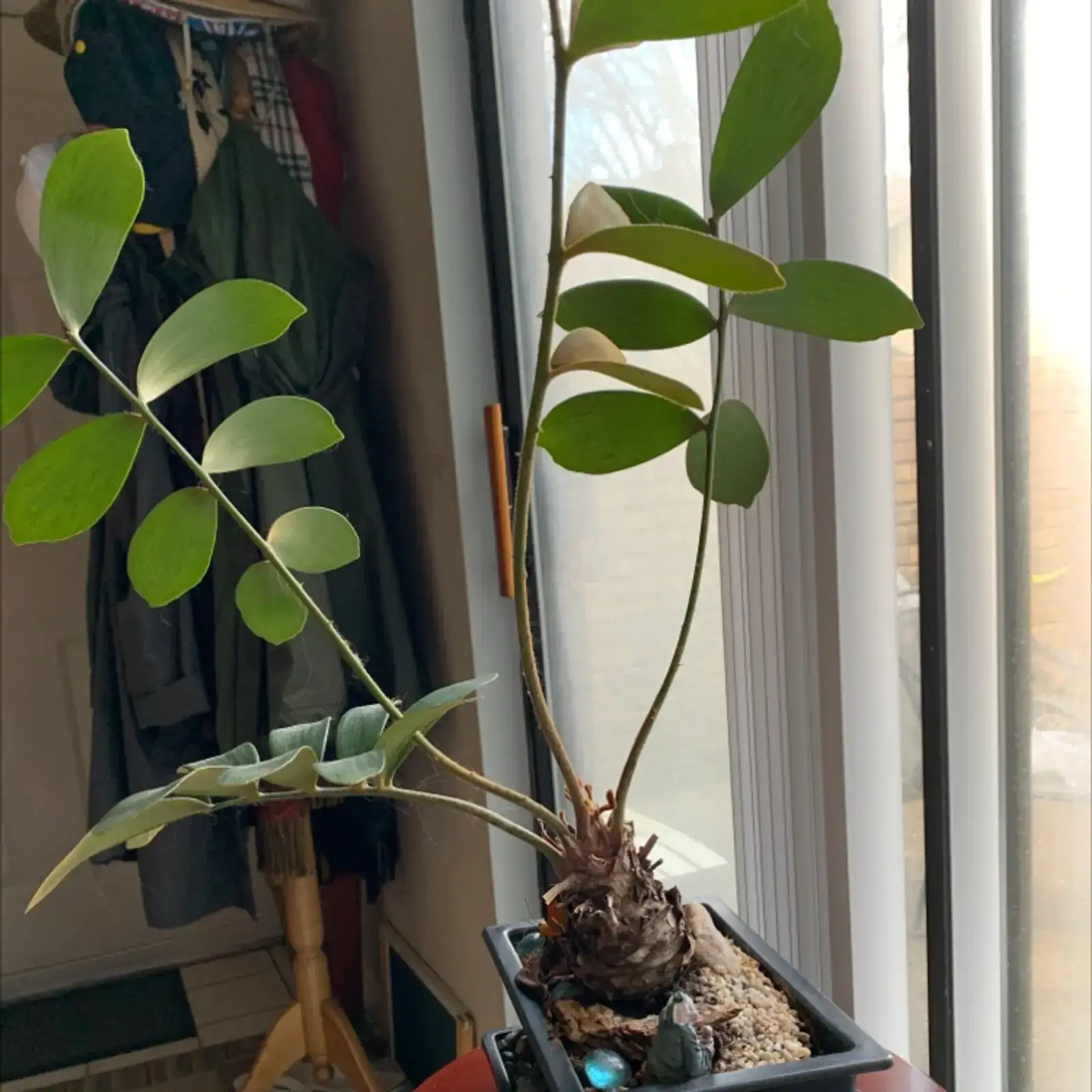 Your 4-Season Cardboard Palm Care Calendar: What to Do (and Skip) Each Month