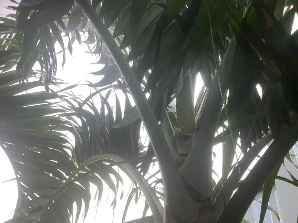 cardboard palm emerging frond spears