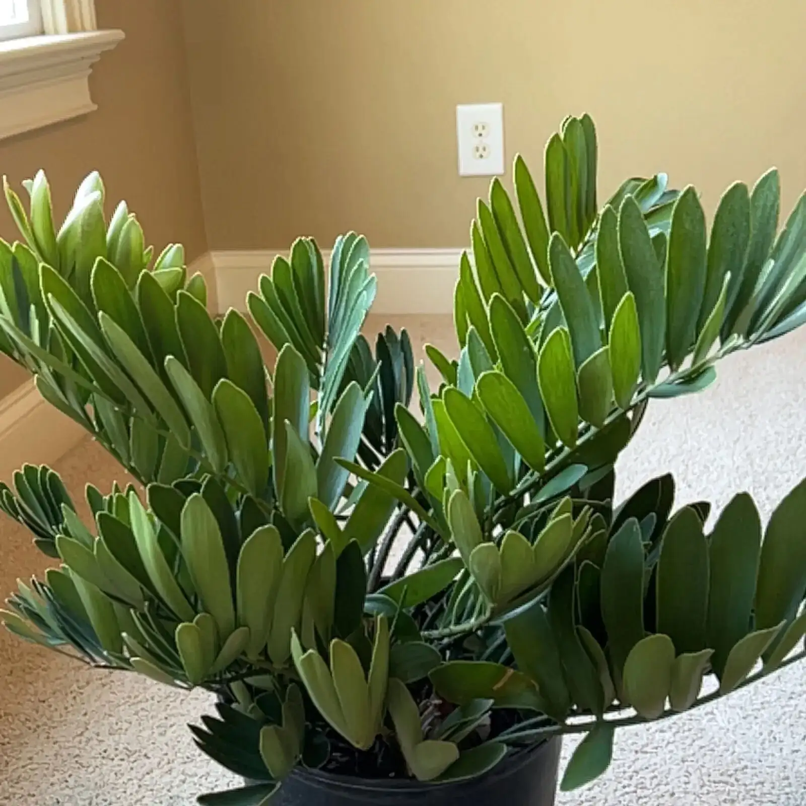 cardboard palm watering with drainage