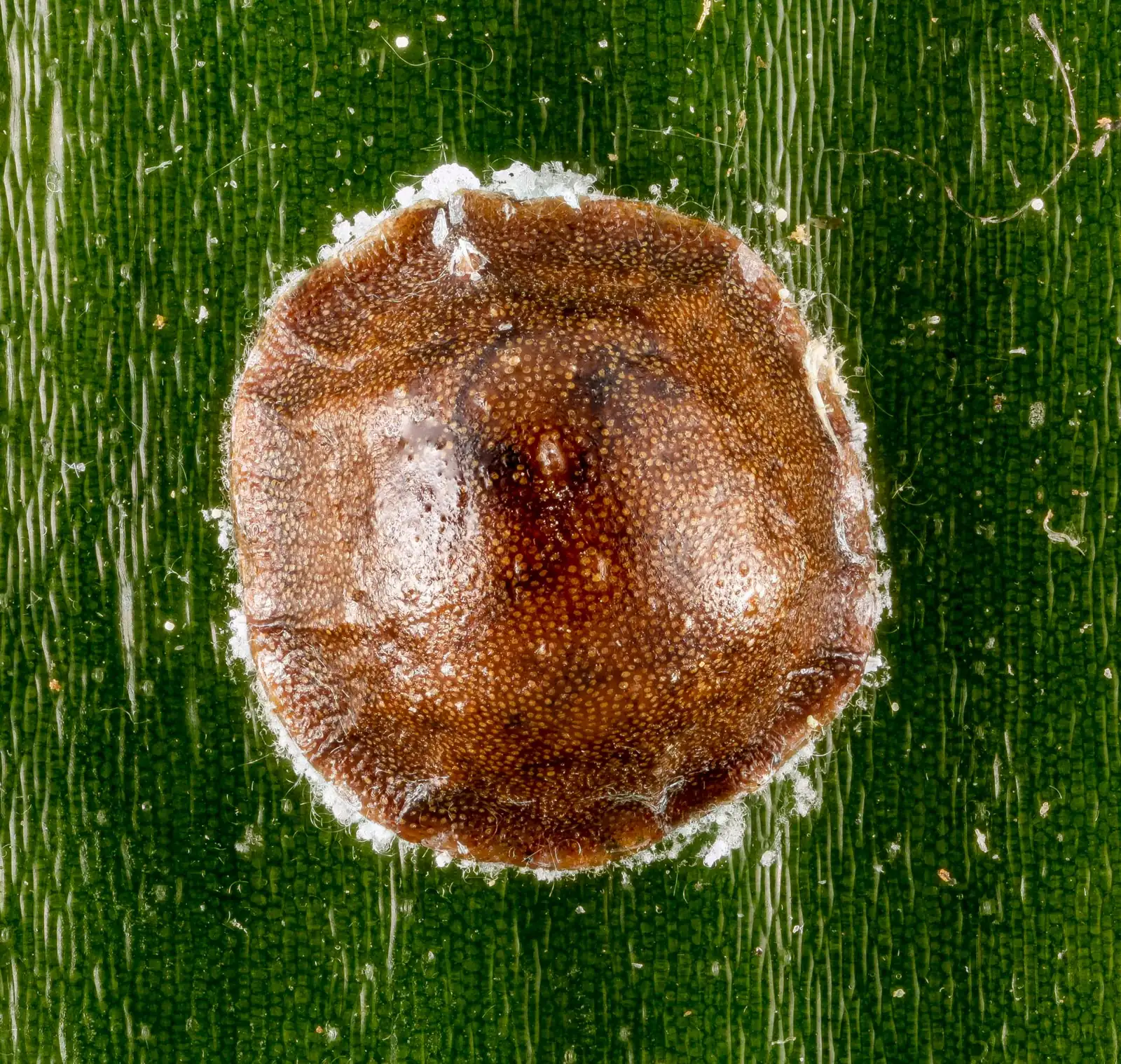 cardboard palm scale insects leaf back