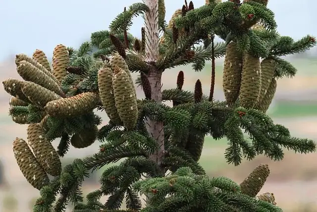 cardboard palm male female cones