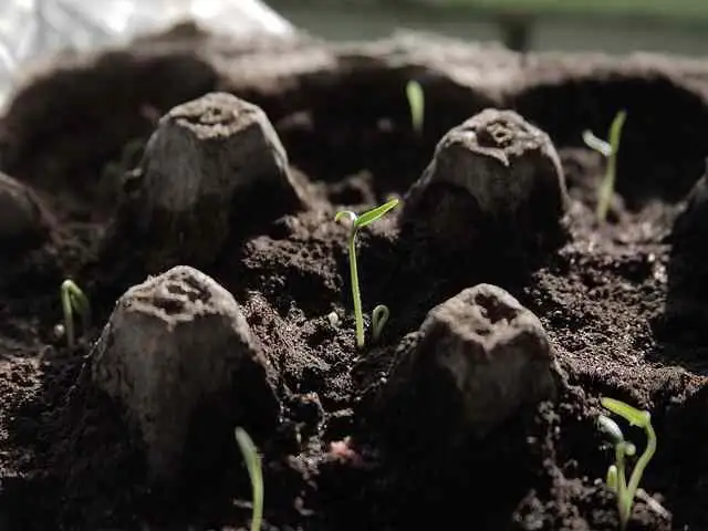 cardboard palm seed germination tray