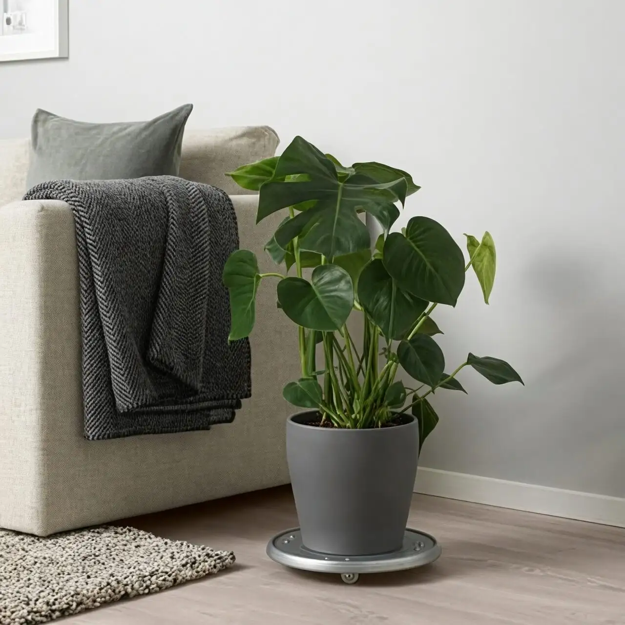 cardboard palm living room shallow pot