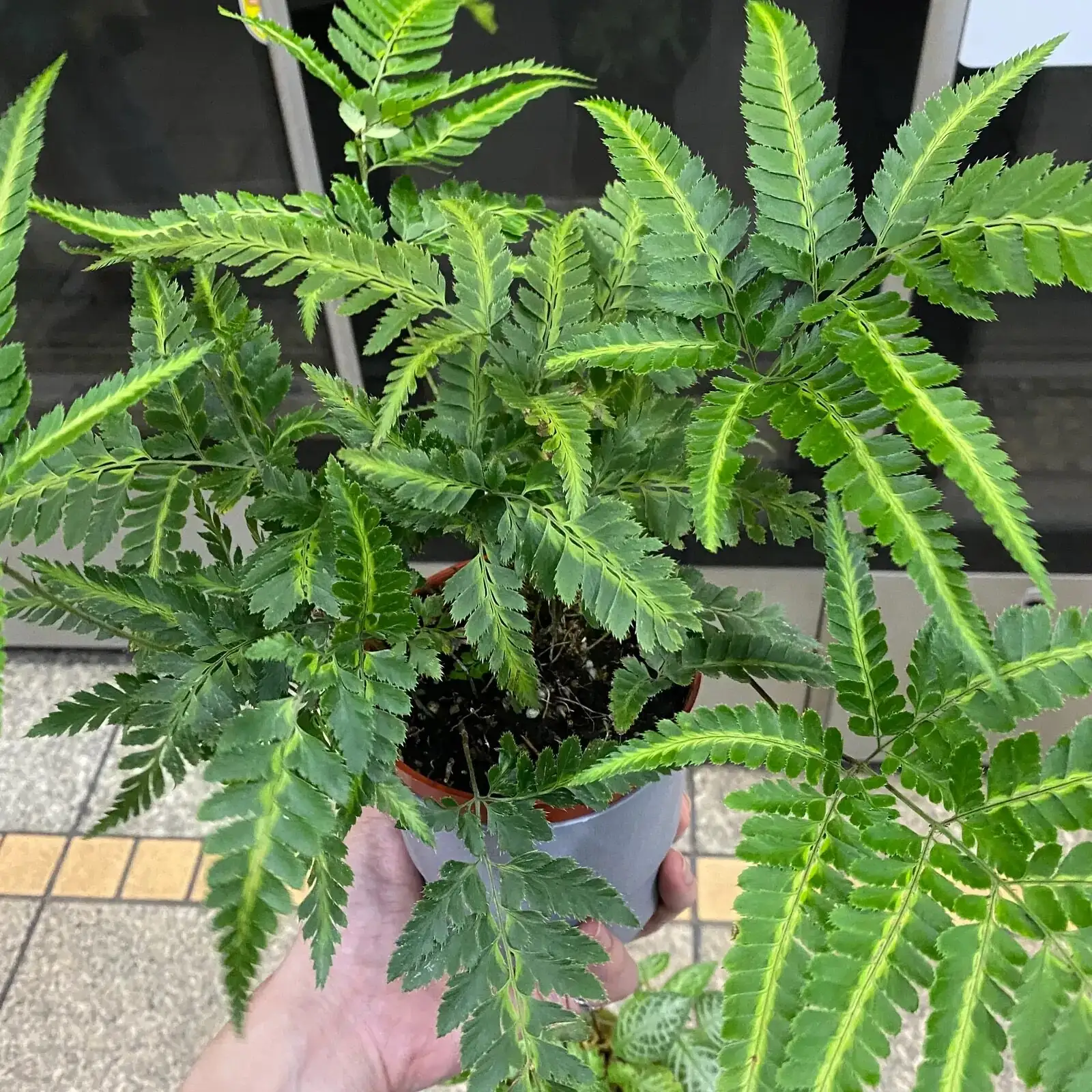 Chinese brake fern soil moisture check