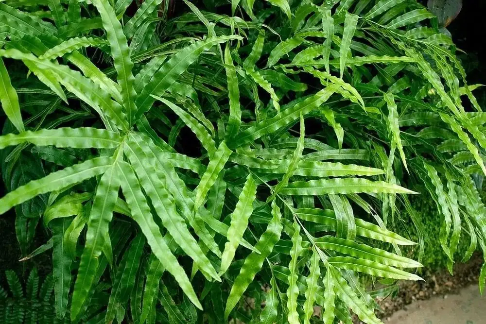 Chinese brake fern division repotting