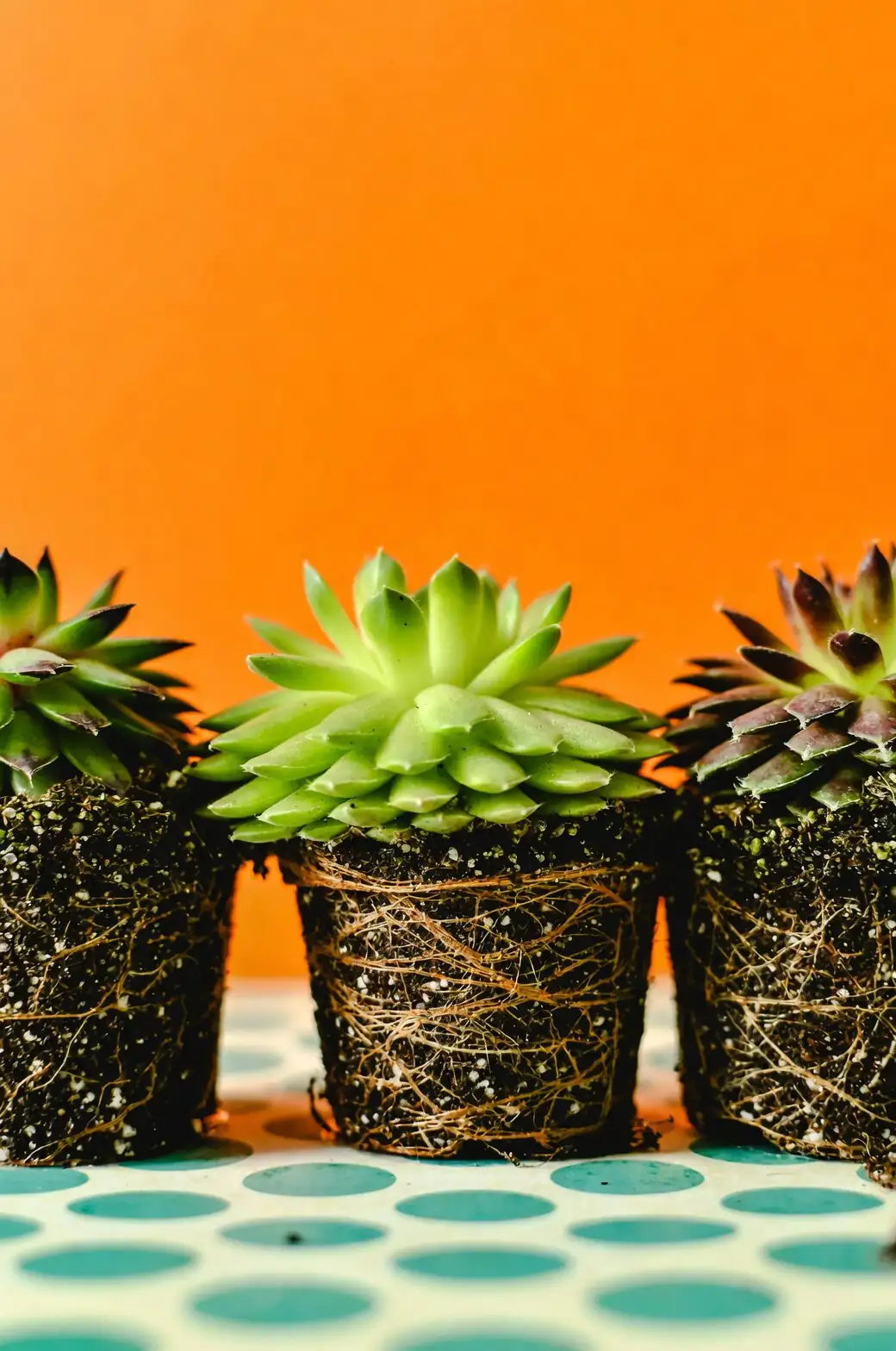 Pteris cretica repotting division roots