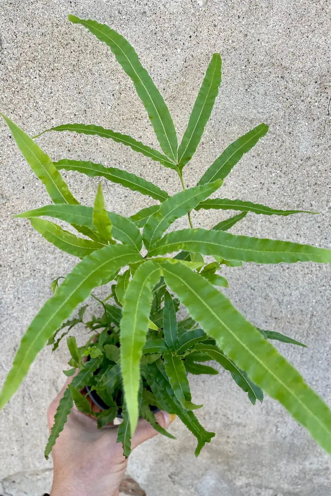 Pteris cretica watering thorough drainage