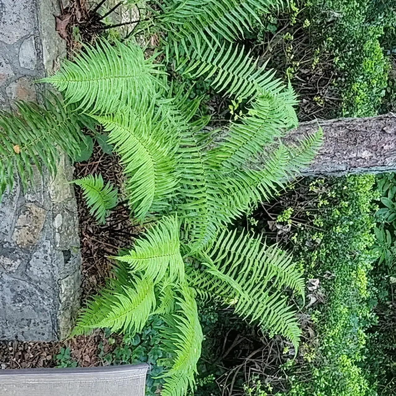 Chinese brake fern shaded garden
