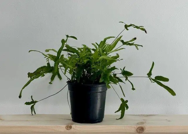 Crispy Tips, Scorched Fronds, and Sneaky Scale: Your Chinese Brake Fern Triage Guide