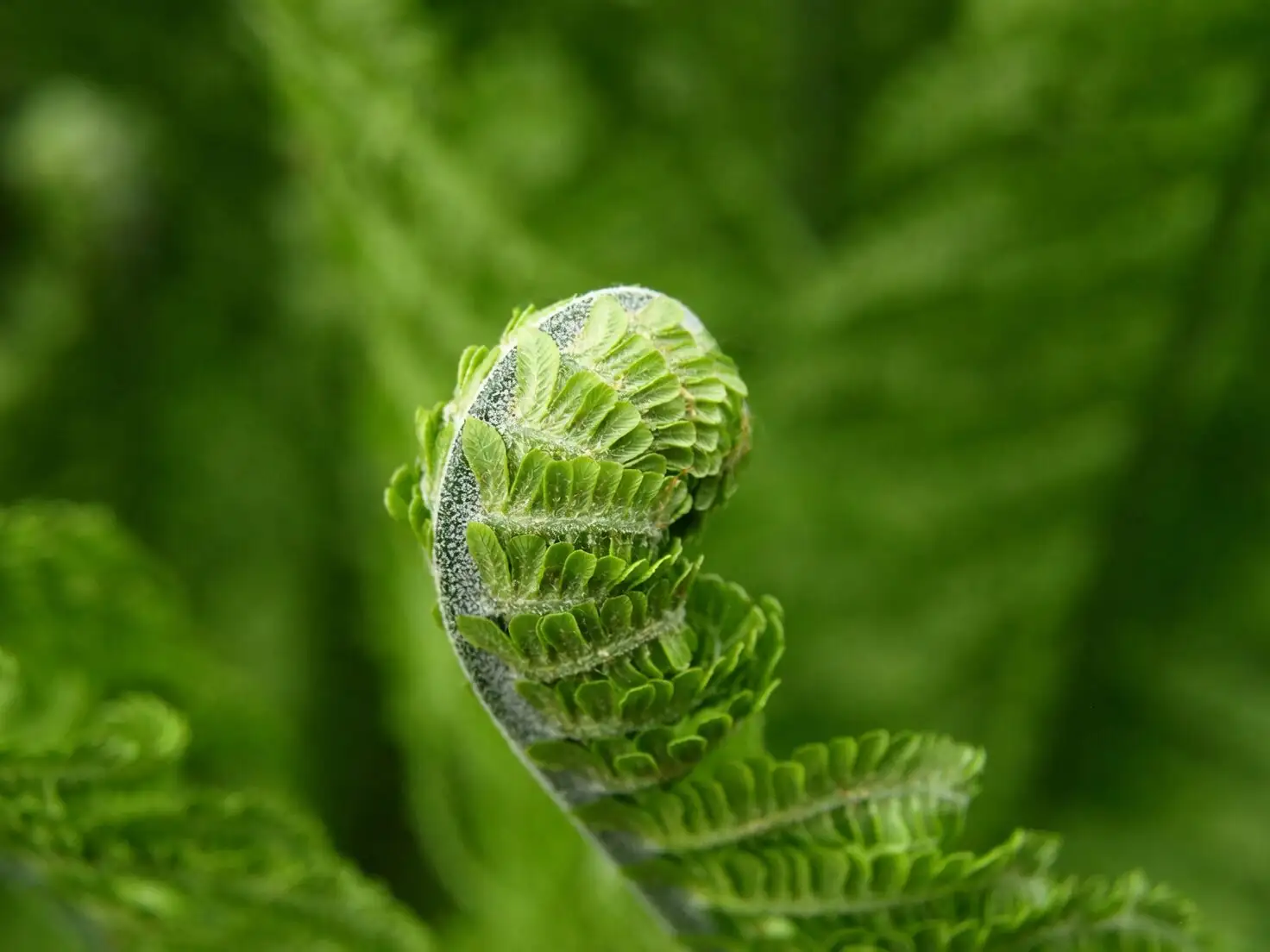 Chinese brake fern mealybugs close-up