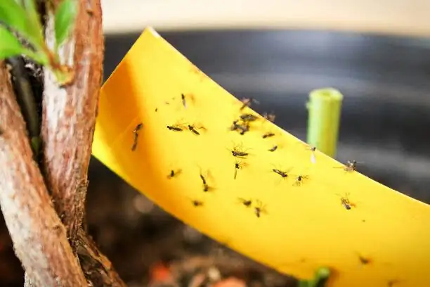 Chinese brake fern fungus gnats sticky trap