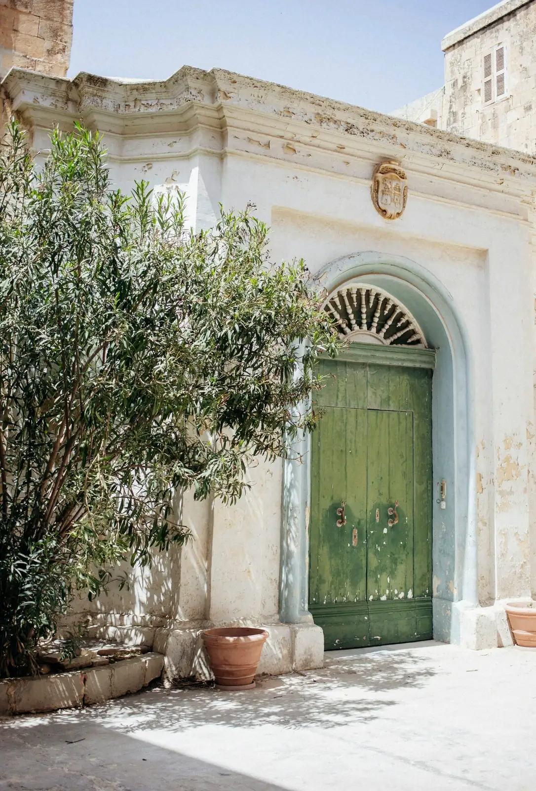 From Cretan Cliffs to Coffee Tables: The Journey of Pteris cretica (and Why “Brake” Means Fern)