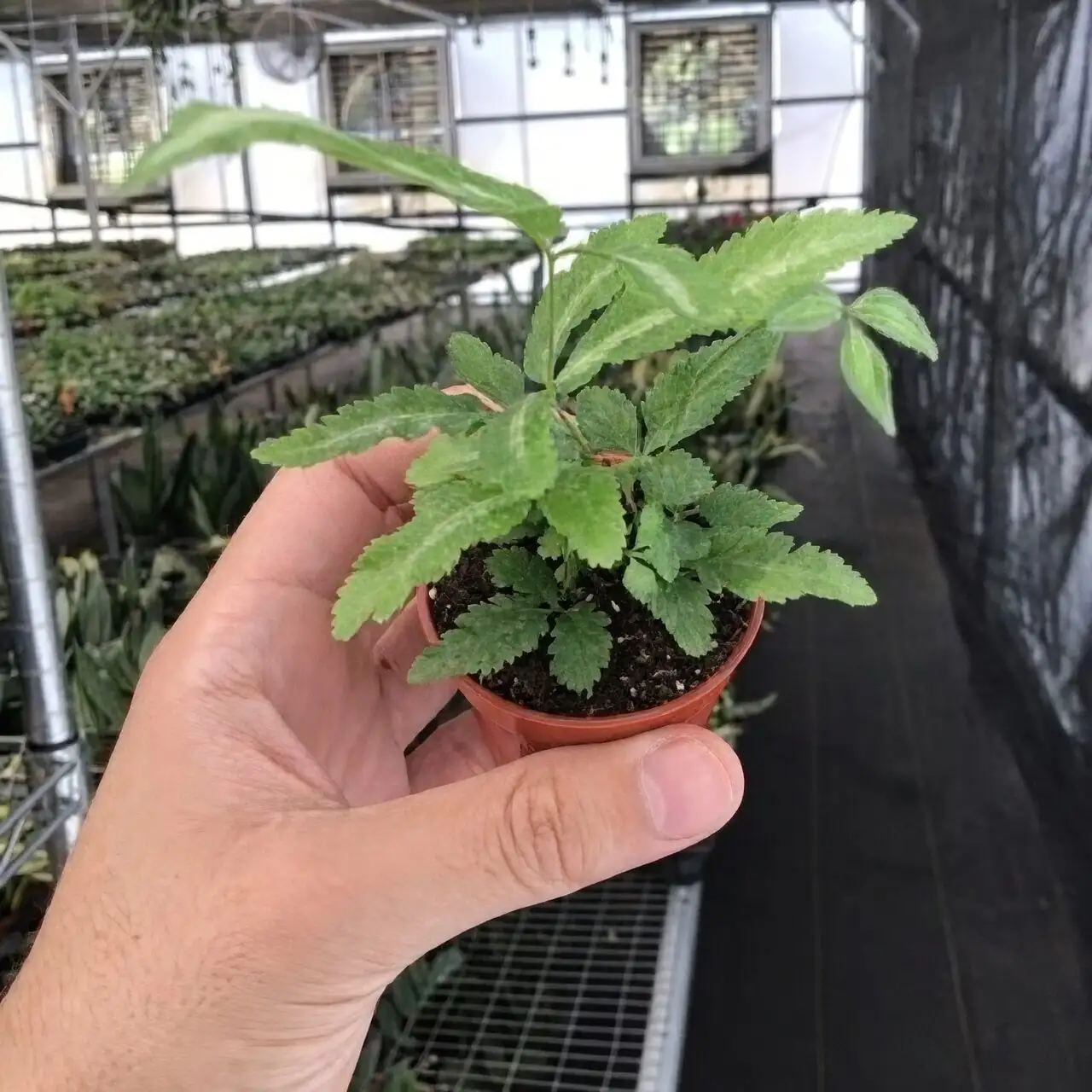 Pteris cretica watering indoor pot