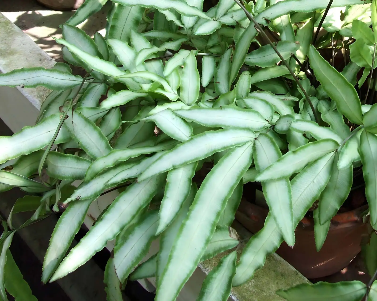 No Flowers, All Drama: Spores, Sori, and the Phoenix‑Tail Profile of Pteris cretica