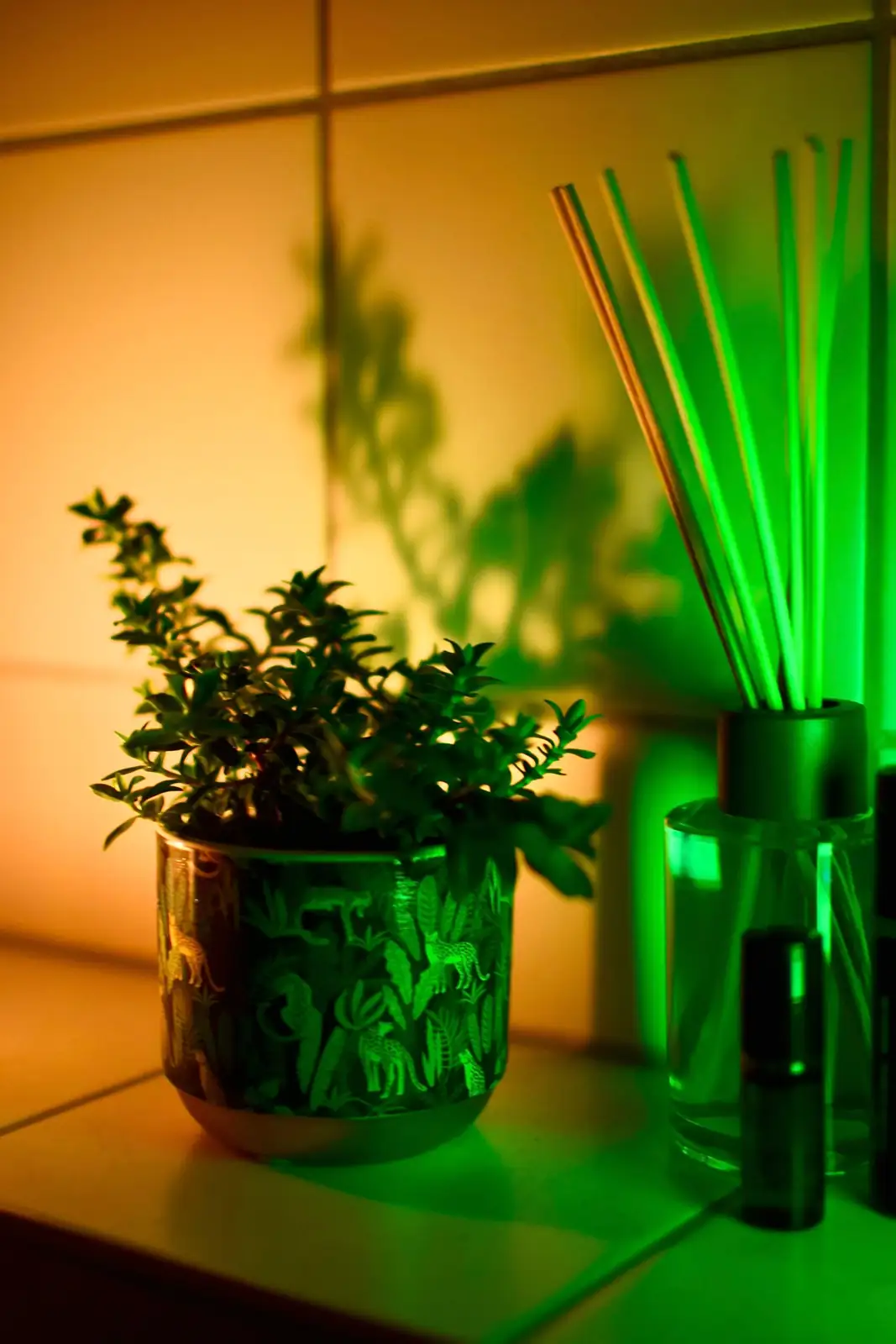 pteris cretica bathroom shelf plant