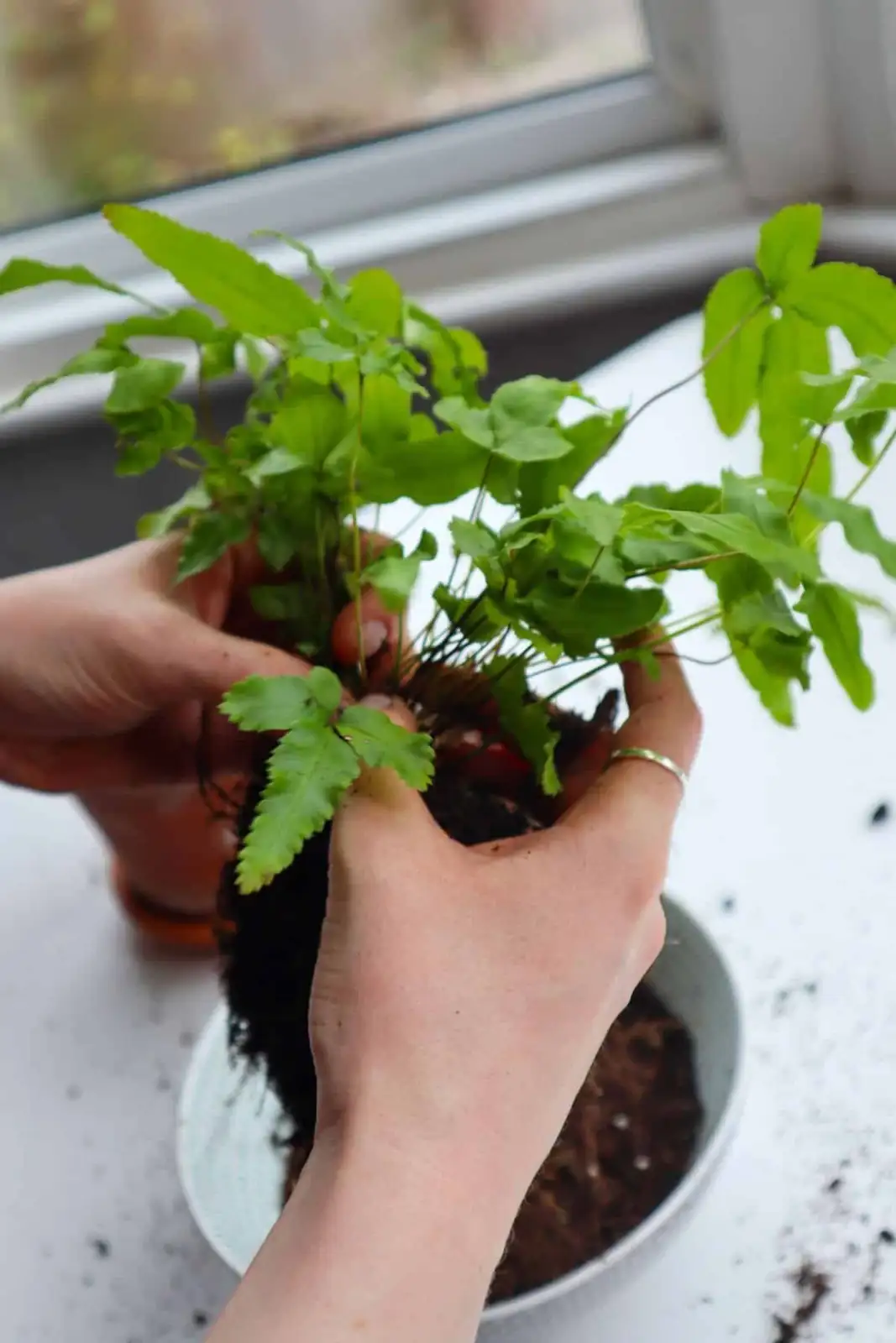 pteris cretica division roots hands