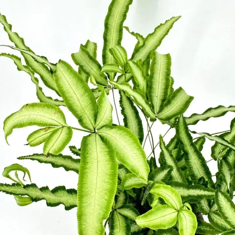 What a Fern “Says”: The Flower Language of Pteris cretica—from Victorian Fern Fever to Modern Feng Shui