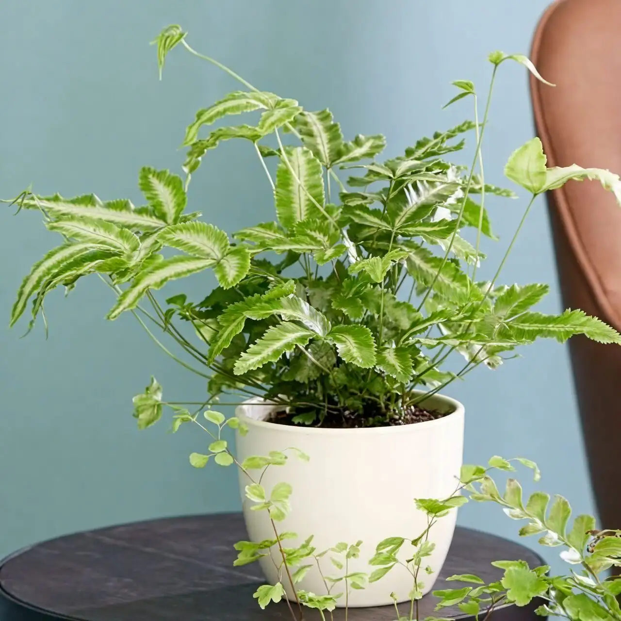 pteris cretica in bright bathroom
