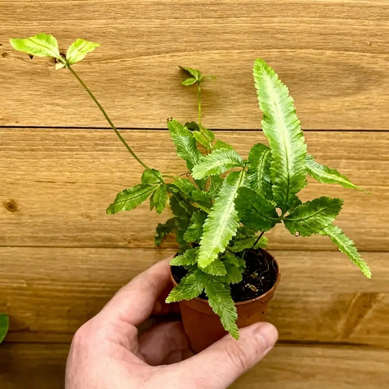 pteris cretica misting leaves
